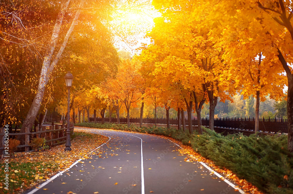 Obraz premium empty road and colorful yellow, green and red trees in autumn park