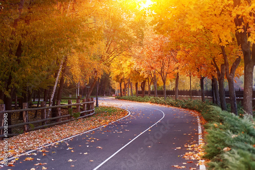 empty road and colorful yellow, green and red trees in autumn park