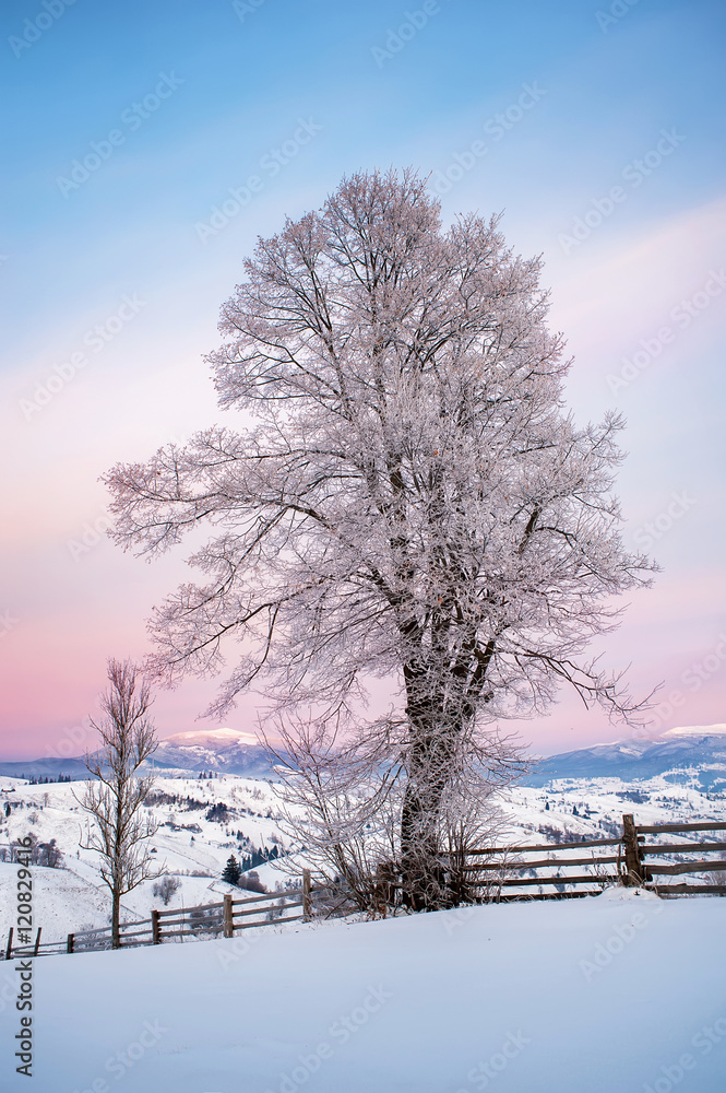 tree covered by frost and mountain view on sunrise. natural winter background tree covered by frost and mountain view on sunrise. natural winter background