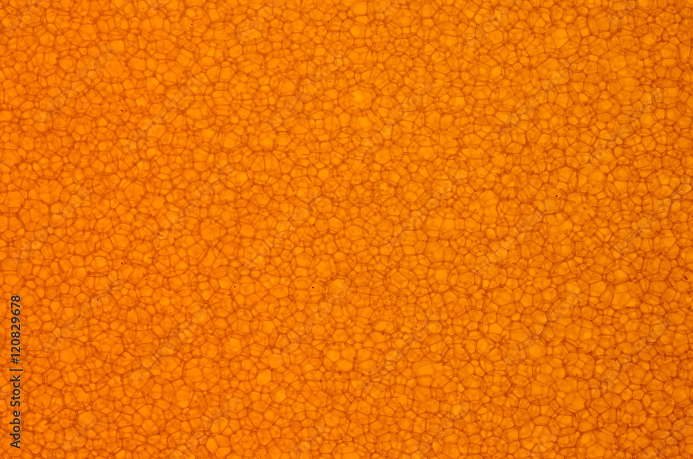 Background from sponge/Background from backlit sponge Background from sponge/Background from backlit sponge