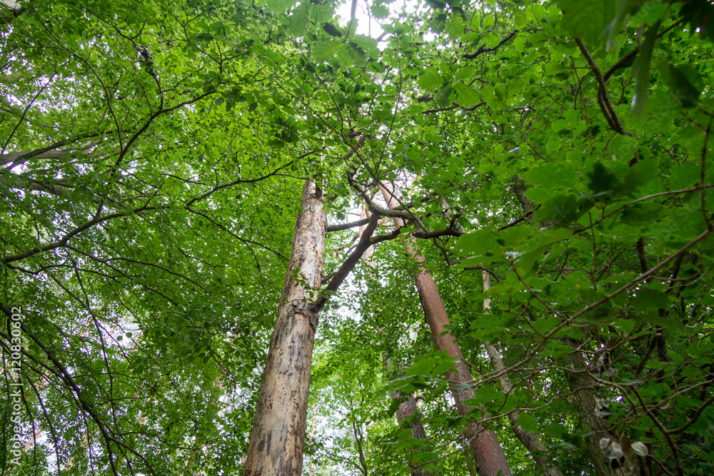 Fototapeta premium Wald