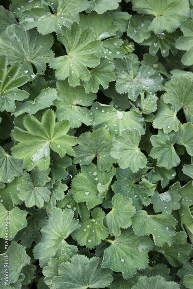 Plant pattern with water droplets Plant pattern with water droplets