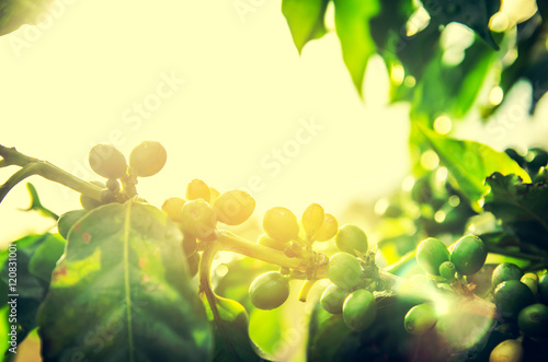 Fresh ripening Coffee Cherries on coffee trees with Selective Fo photo