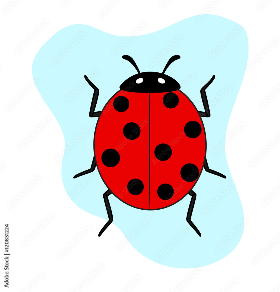 Ladybug Insect Ladybug Insect