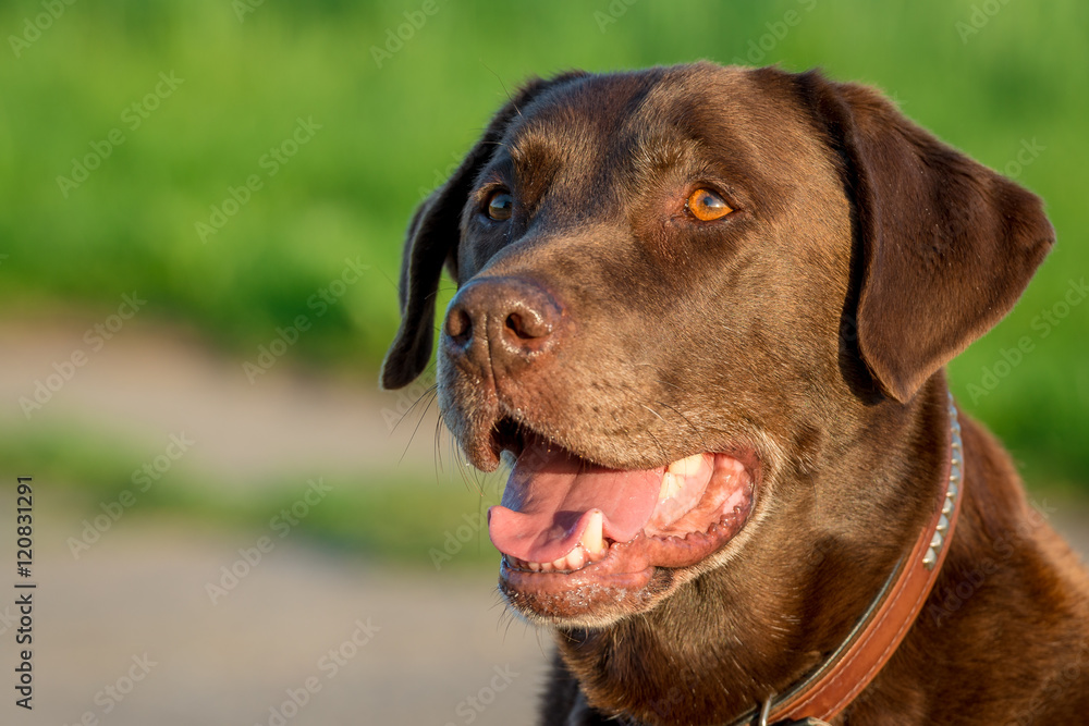 Wunderschöner brauner Labrador Retriever Hund Haushund Stock Photo | Adobe  Stock