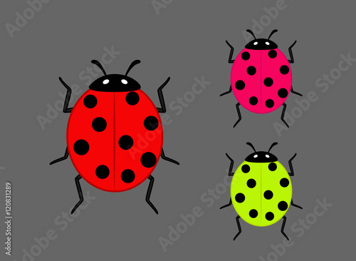Colorful Ladybug Insects © VectorShots
