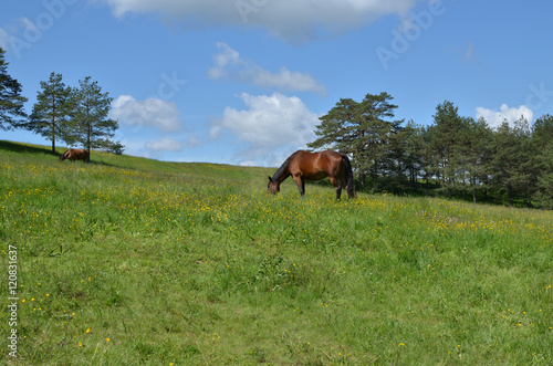 Brown horse grazing on a pasture in a mountain meadow