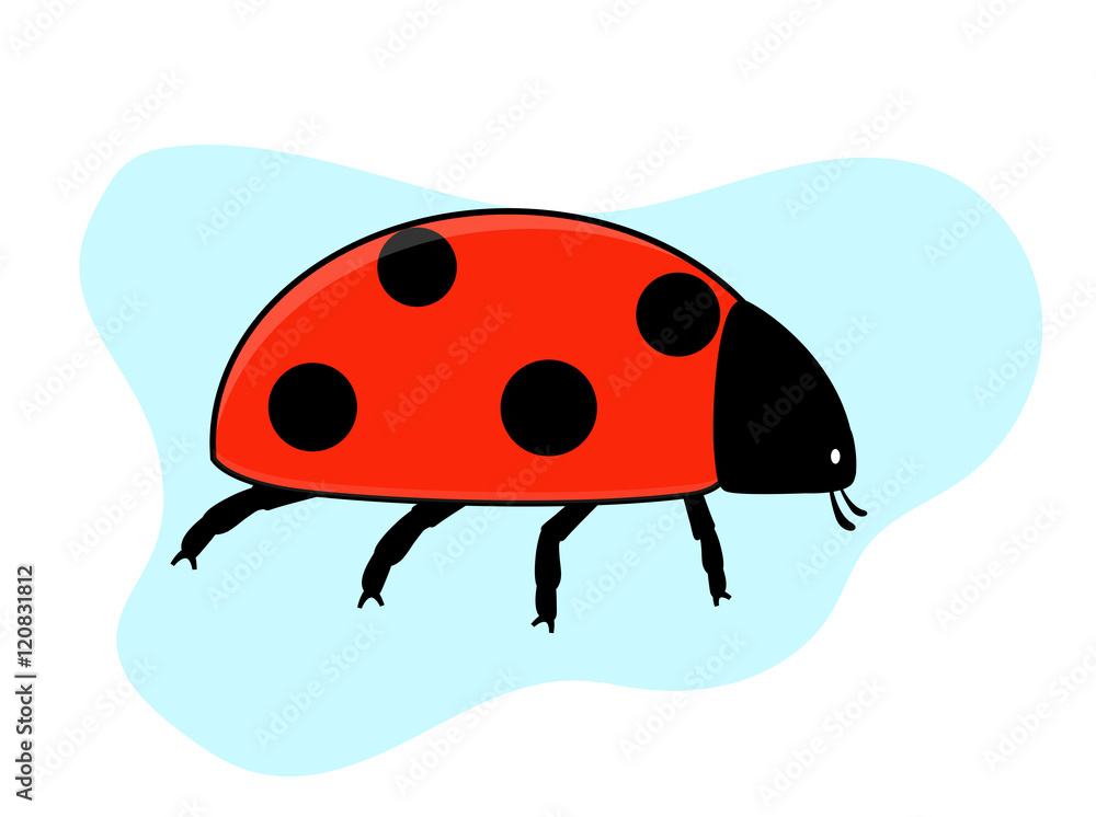 Fototapeta premium Ladybird Insect Vector