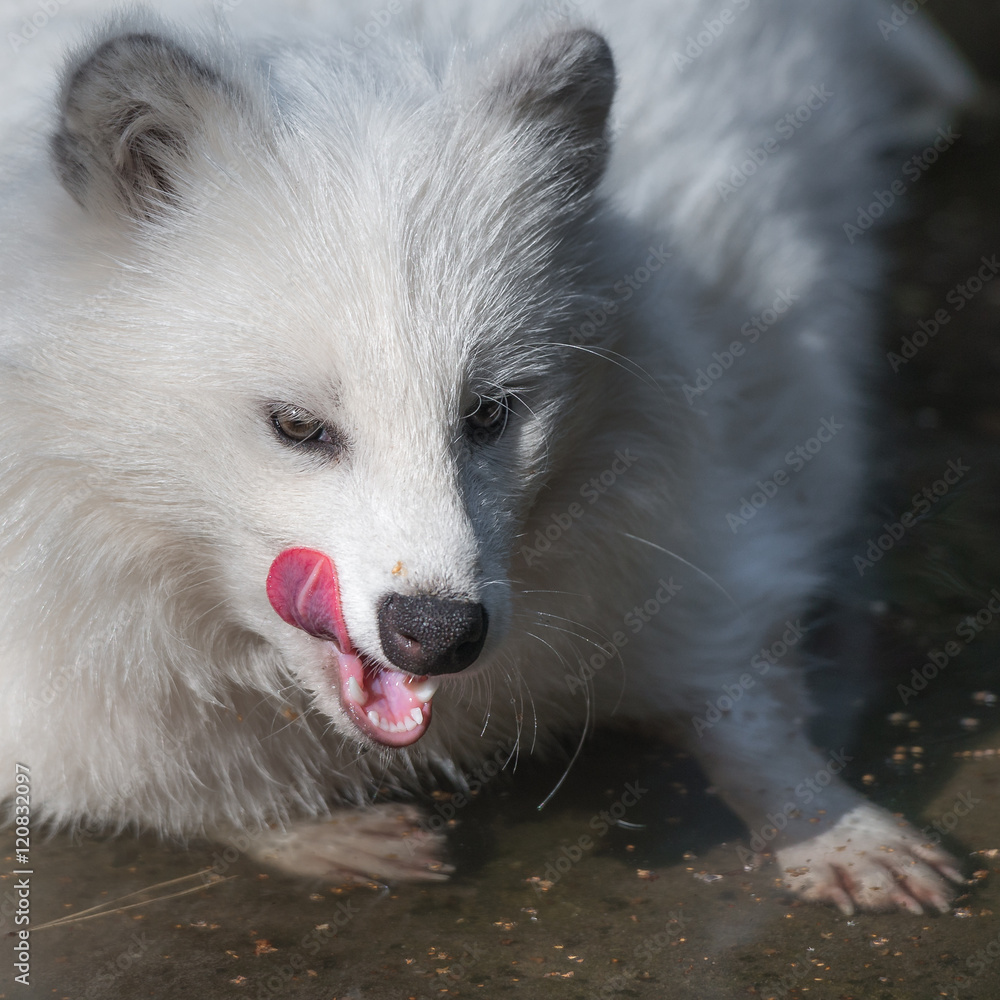 Obraz premium Ein weißer Albino Marderhund (Nyctereutes procyonoides)