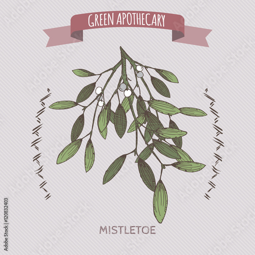 Viscum album aka mistletoe color sketch.