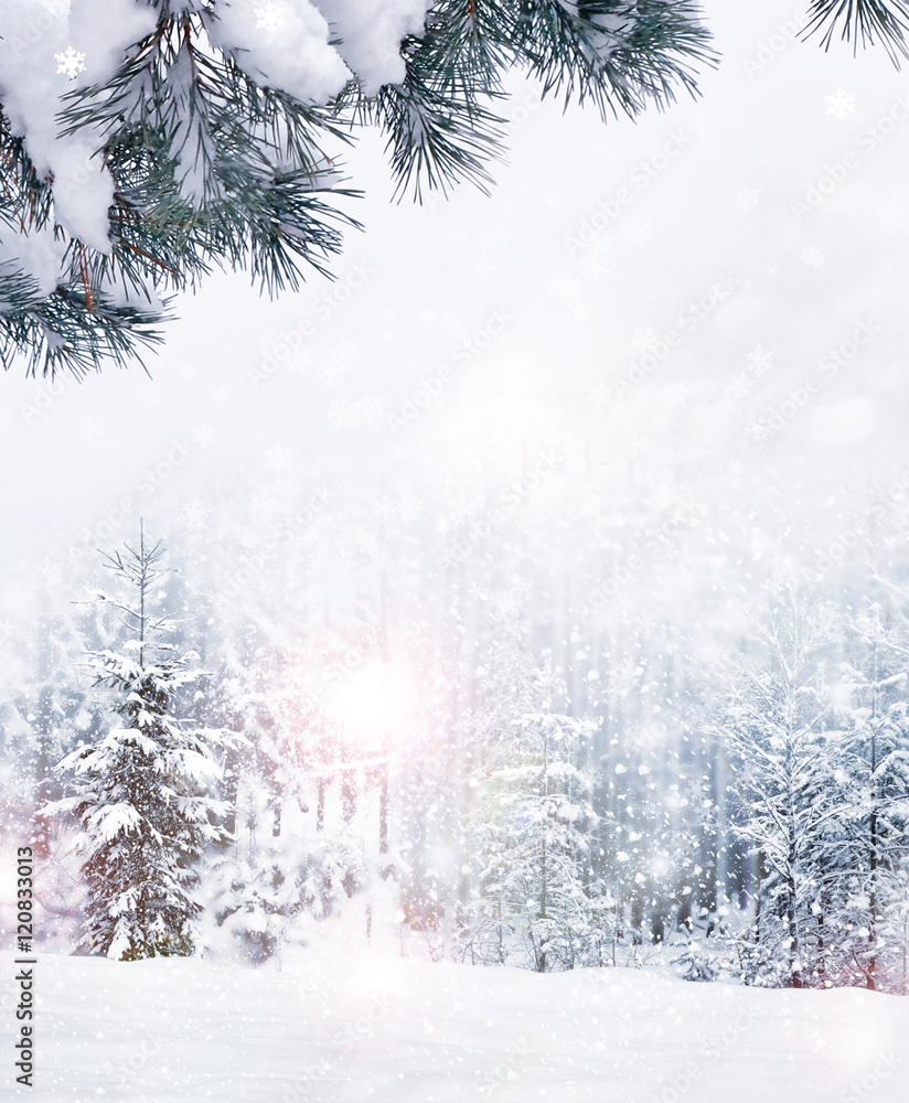 Obraz premium forest in the frost. Winter landscape. Snow covered trees.