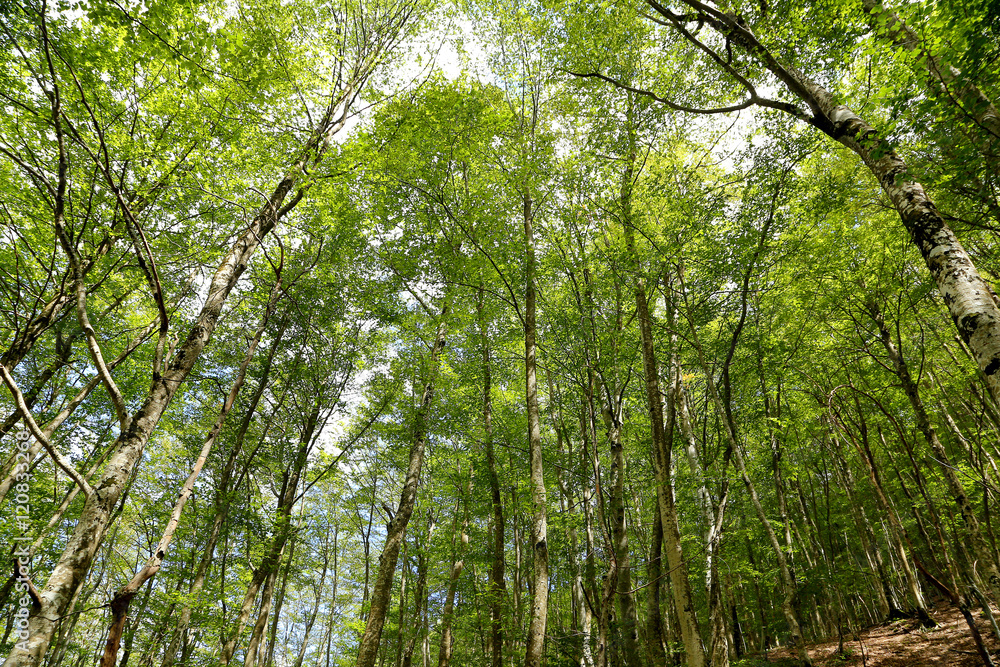 Fototapeta premium Sant Antonio woods in Pescocostanzo