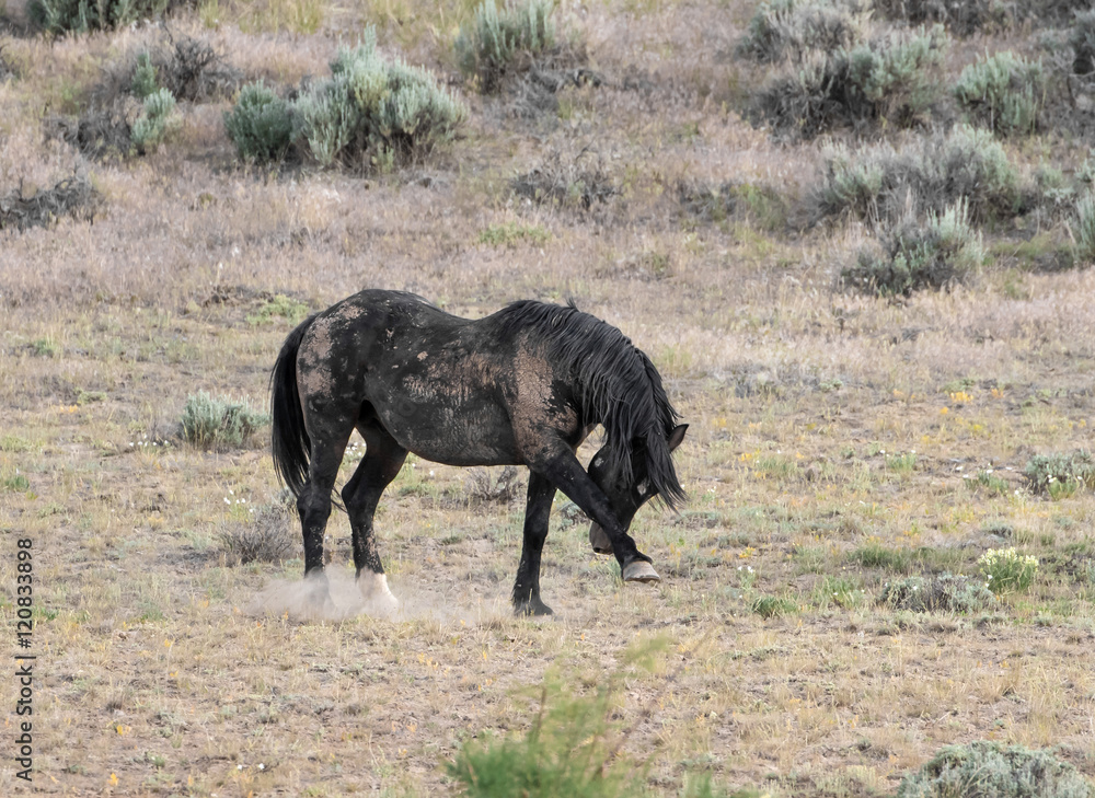 Fototapeta premium Black Stallion