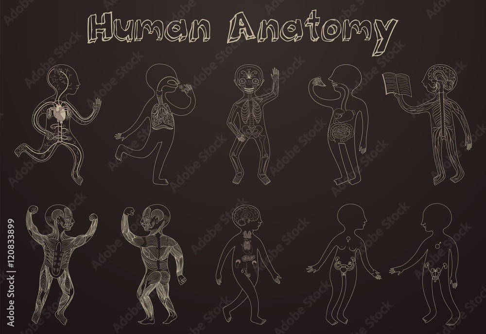 Illustration of human anatomy, systems of organs for kids.