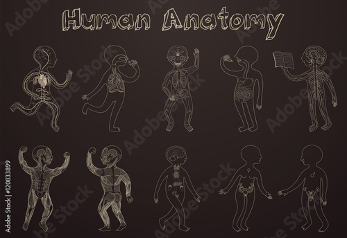 Illustration of human anatomy, systems of organs for kids.