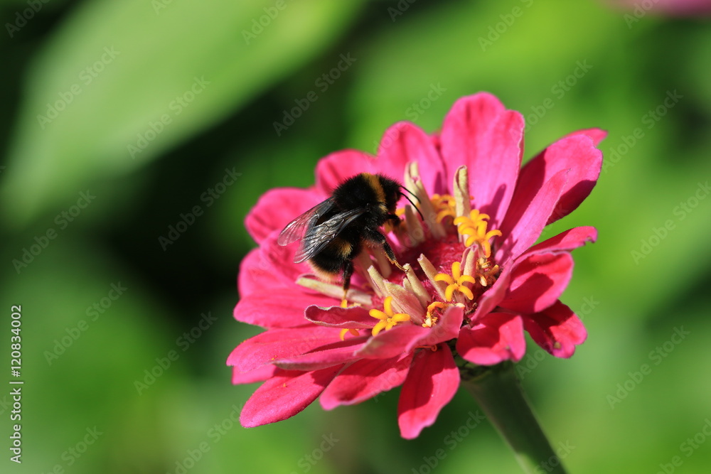 Honey bee feeding on chrysanthemum. Honey bee feeding on chrysanthemum.