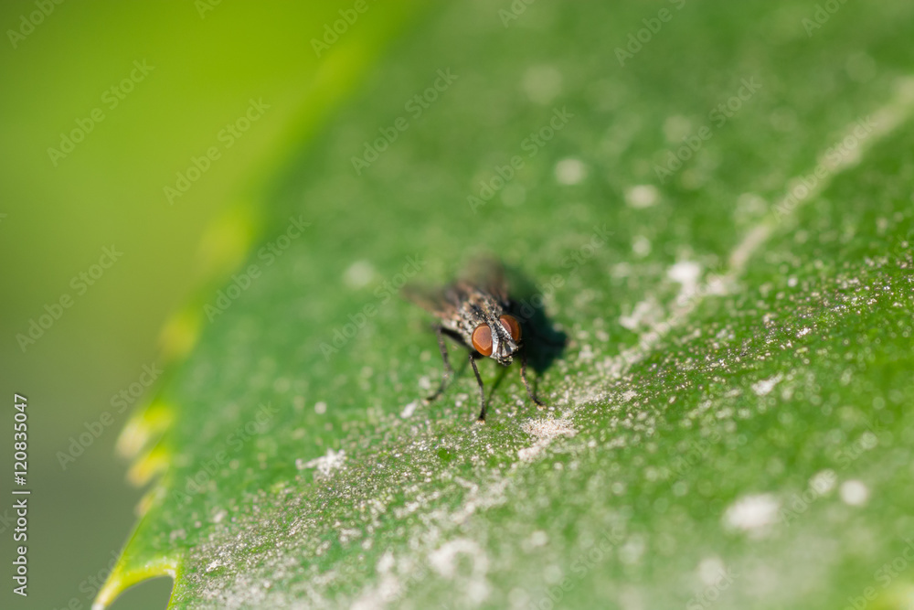 Macro image of a fly on a jagged green leaf. Macro image of a fly on a jagged green leaf.