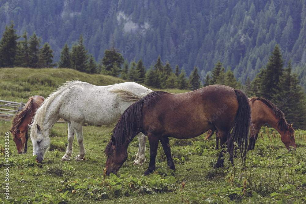 Herd of free horses grazing in the alpine grasslands up in the Carpathians mountains, Romania.