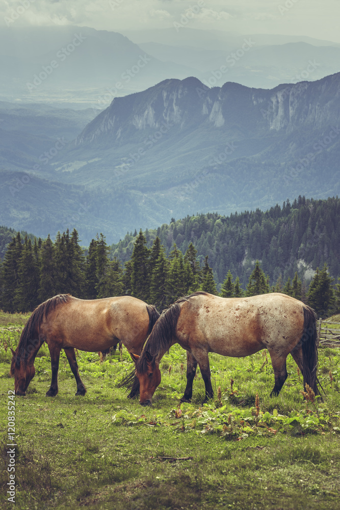 Pair of chestnut horses grazing in the alpine pasture in the Carpathians mountains, Transylvania region, Romania. Pair of chestnut horses grazing in the alpine pasture in the Carpathians mountains, Transylvania region, Romania.