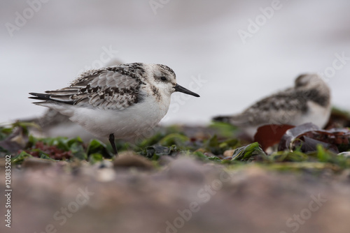 Sanderling, Calidris alba