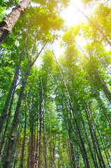 Fototapete Bäume Grüner Wald mit warmem Sonnenlicht  © slonme