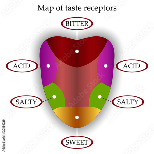Color map of taste receptors in the tongue, four flavors - sweet, sour, bitter, salty. Vector illustration.