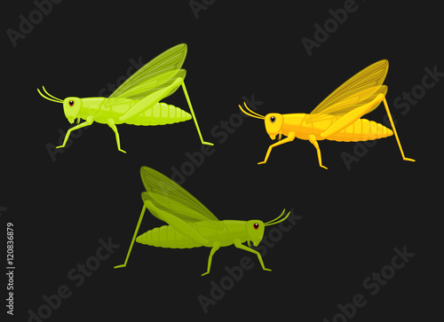 Grasshoppers