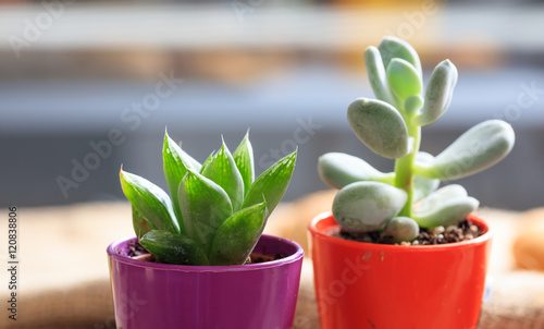 Succulents in small pots