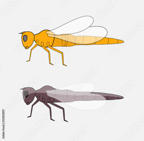 Dragonfly Insects