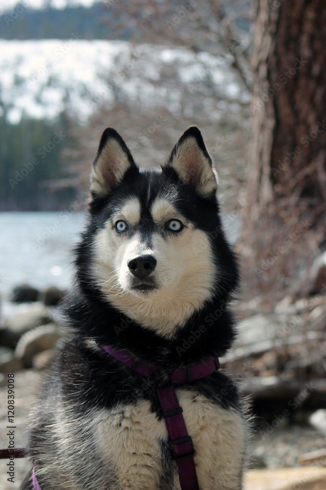 Husky Alert/Purebred Siberian Husky Sitting next to a lake at full alert.