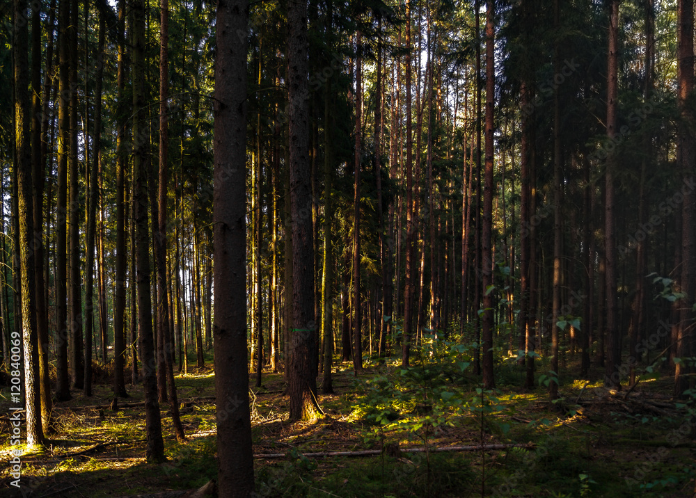 Fototapeta premium Licht & Schatten im Wald