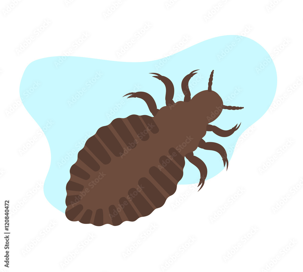 Obraz premium Lice Insect