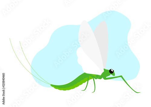 Mayfly Insect