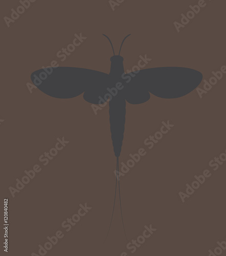 Mayfly Insect Vector