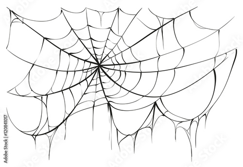Torn spider web on white background