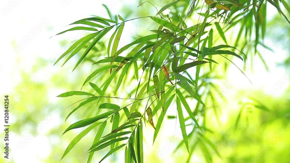 Bamboo forest background Bamboo forest background