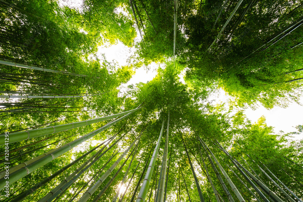 Bamboo forest, Arashiyama, Kyoto, Japan Bamboo forest, Arashiyama, Kyoto, Japan