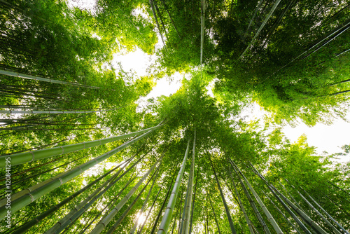 Bamboo forest  Arashiyama  Kyoto  Japan