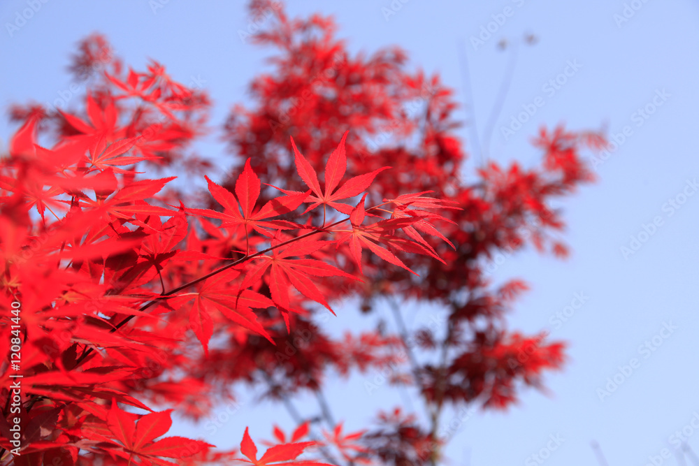 red autumnal leaves