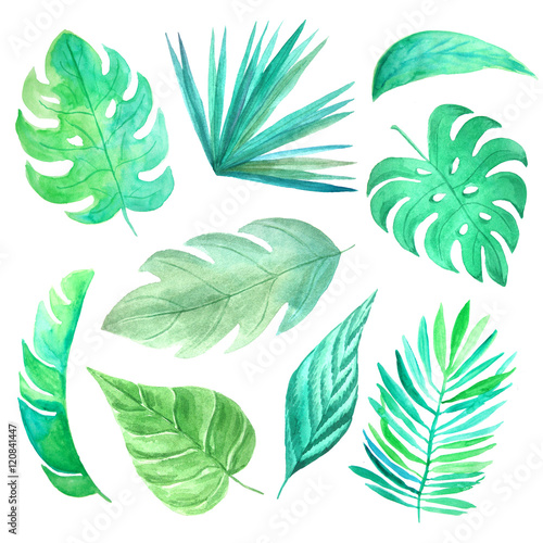 Watercolor green tropical leaves set