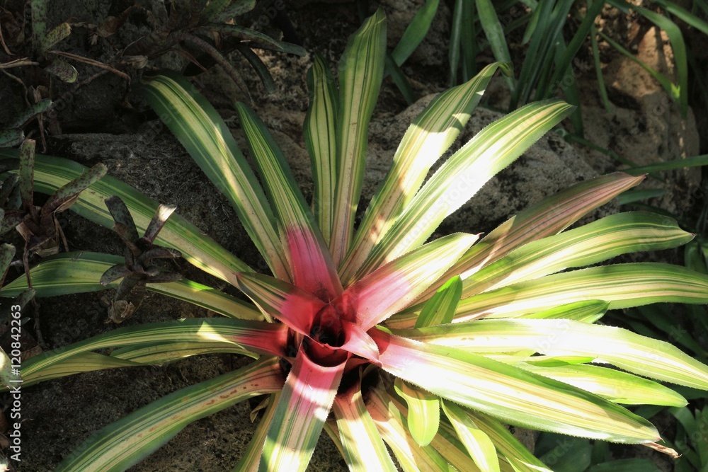 Obraz premium ネオレゲリア アンプラケア