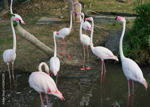 Greater Flamingo, Phoenicopterus ruber, Beautiful pink big bird in the water, Selective focus