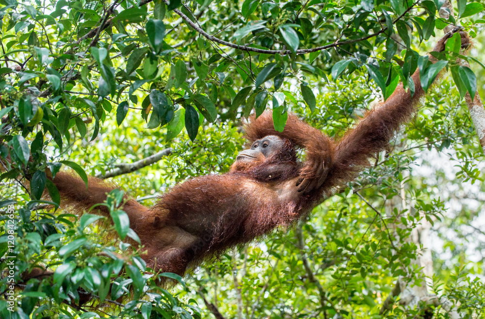 Fototapeta premium Great Ape on the tree. Central Bornean orangutan ( Pongo pygmaeus wurmbii ) in natural habitat. Wild nature in Tropical Rainforest of Borneo.
