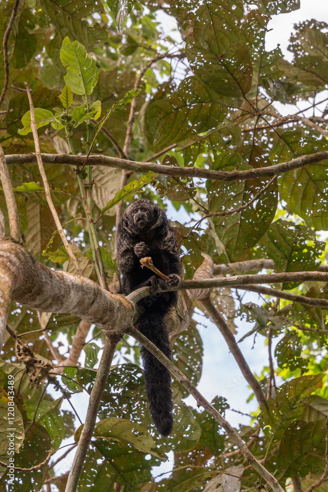 Fototapeta premium scimmia