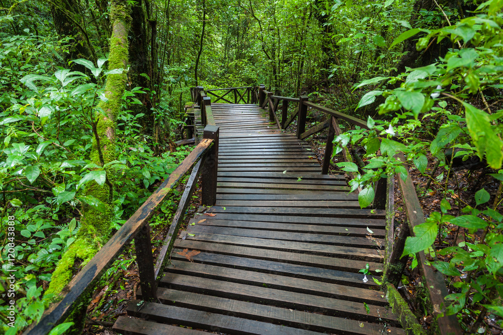 Wooden bridge in the forest at Doi Inthanon,Thailand Wooden bridge in the forest at Doi Inthanon,Thailand