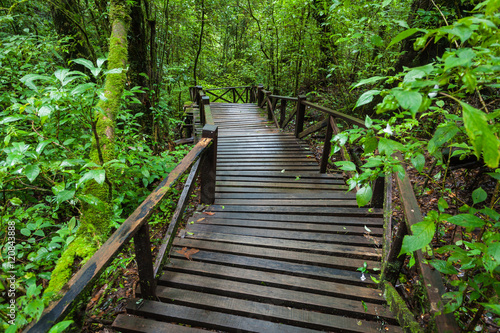 Wooden bridge in the forest at Doi Inthanon Thailand