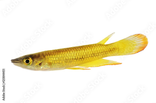 killifish Striped panchax Aplocheilus lineatus tropical aquarium fish