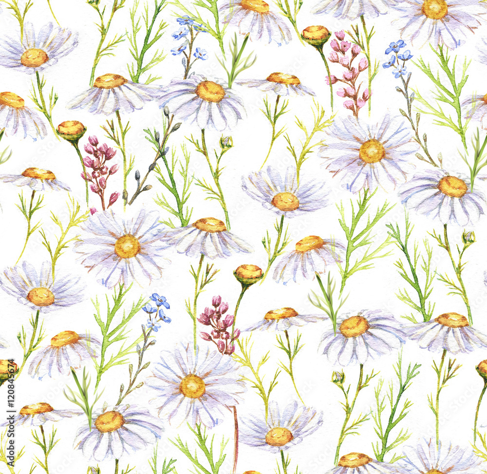 Hand-drawn seamless watercolor pattern with meadow chamomiles flowers. Tender floral repeated print for wallpapers, textile etc. Summer field blossom, wild daisies and different meadow plants.