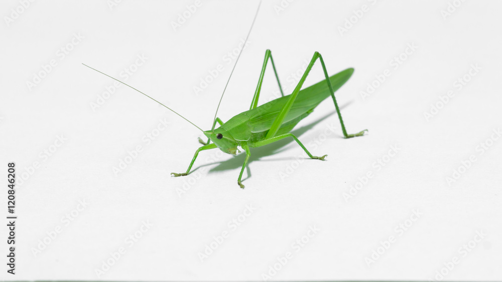 Grasshopper Grasshopper