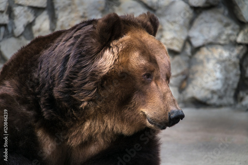 portrait of a kind bear